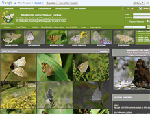 Tablet Screenshot of adamerkelebek.org